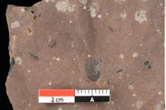 Foto (Detailansicht) von Pinus ciliata Ettingshausen (NHMW-GEO-2024-0188-0333)
